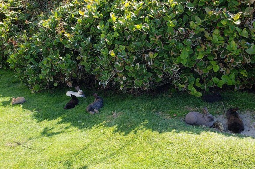 Un groupe de lapins se reposant sur une pelouse, près d’une haie dense. 4