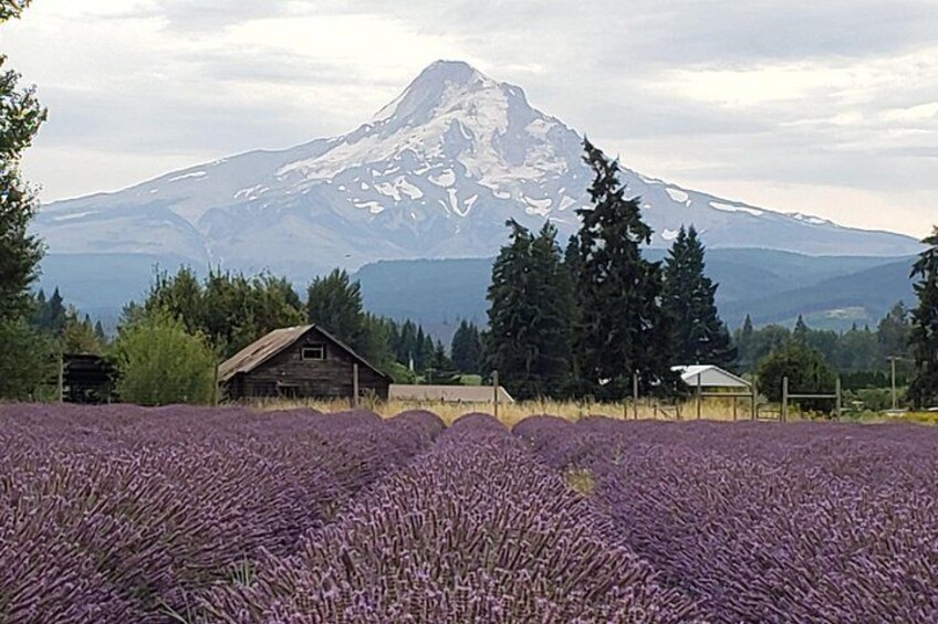 Mt. Hood Loop Tour from Portland 3