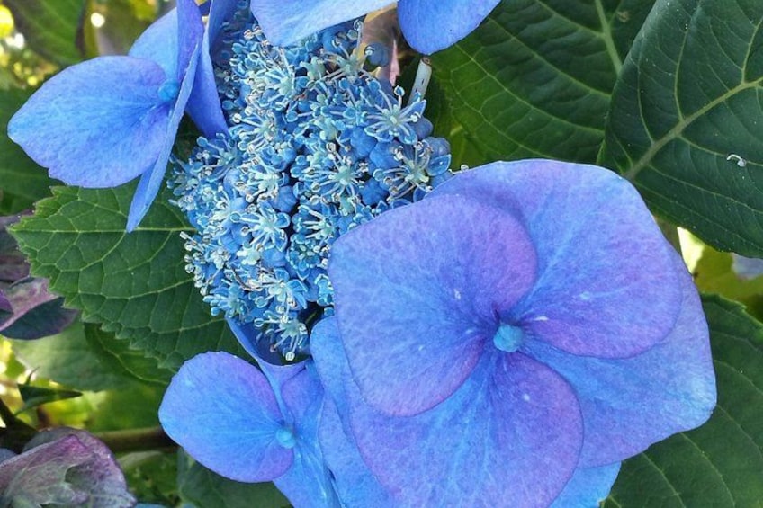 Una flor de hortensia con grandes pétalos azules y un grupo de flores azules más pequeñas en el centro. 2