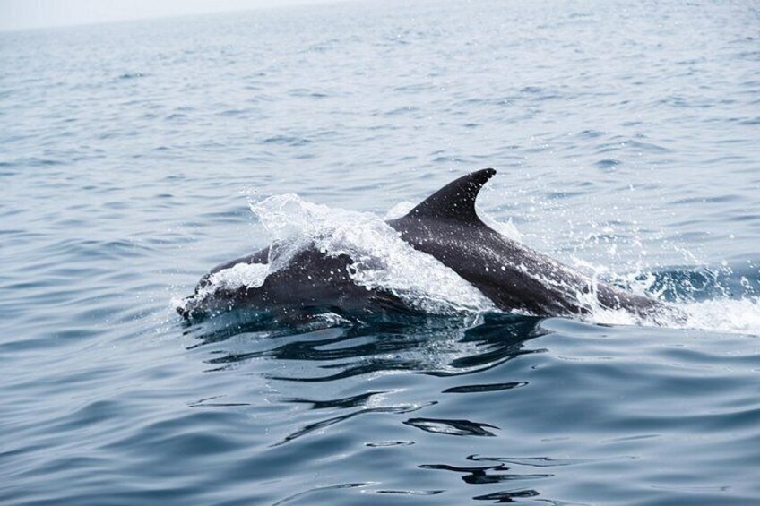 Una ballena rompe la superficie del agua, mostrando su cola. 1