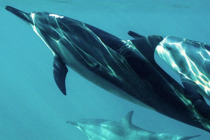 A dolphin swimming underwater. 4