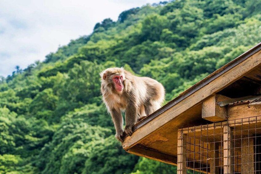 A monkey on a wooden structure with a forested hill in the background. 1