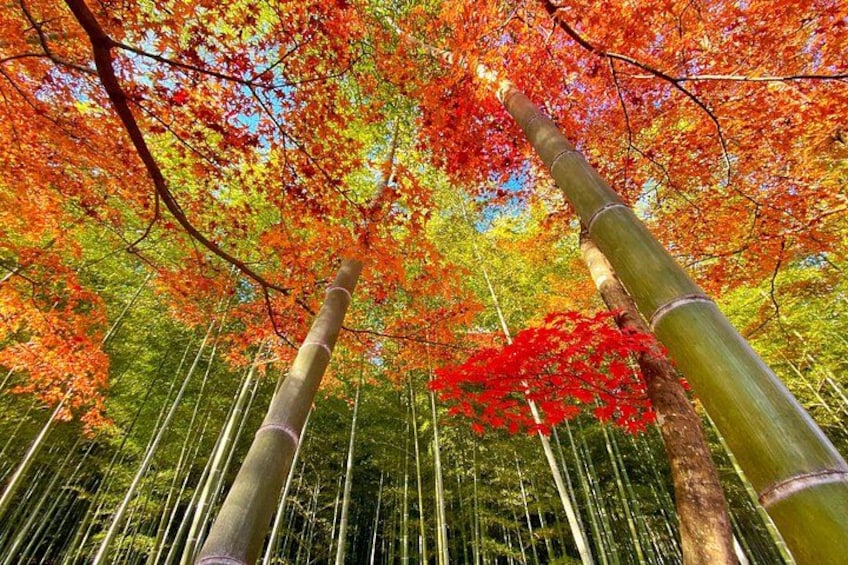 A bamboo forest with autumn foliage. 2