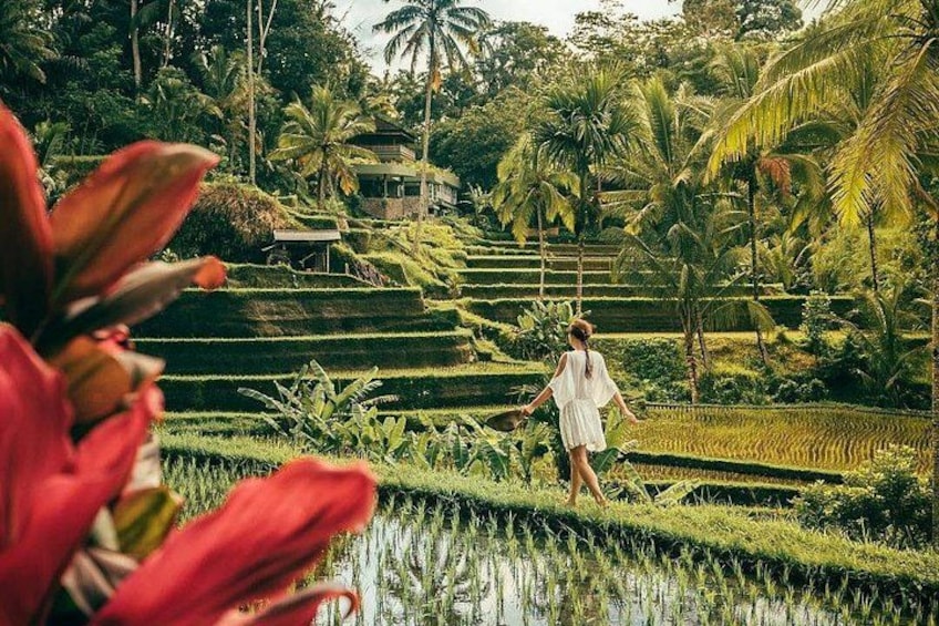 Tegalalang Rice Terrace 3