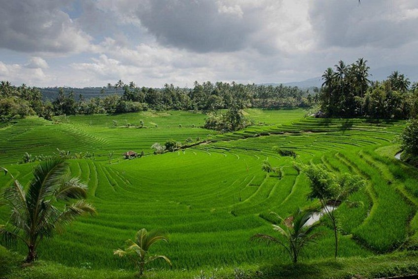 Jatiluwih Green Land 2