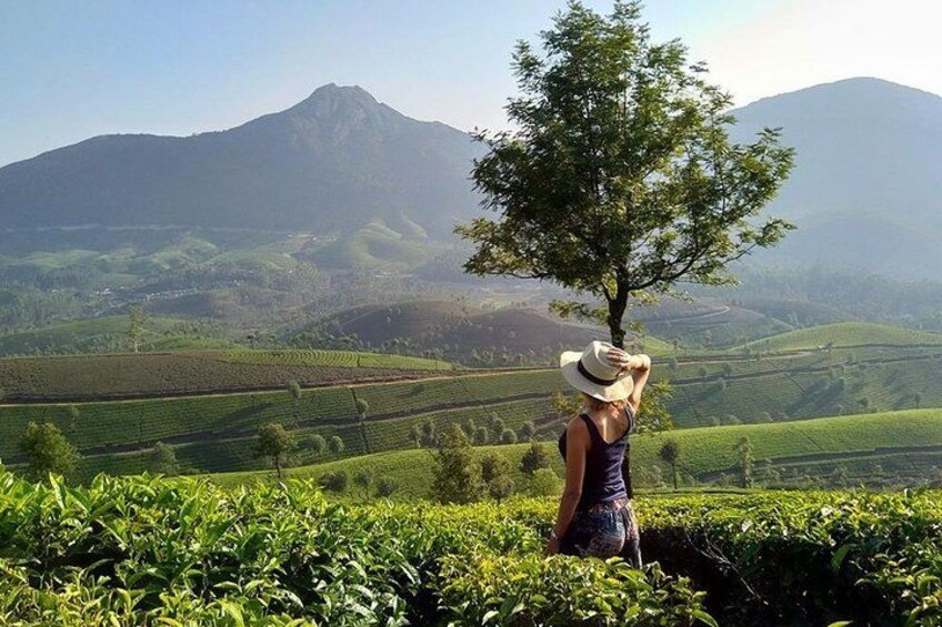 A person standing in a tea plantation with a mountain in the background. 3