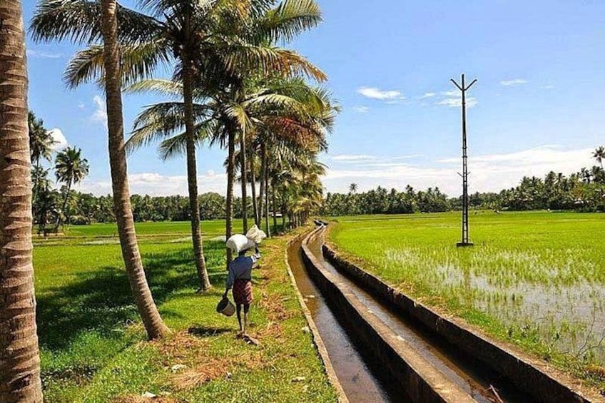 A rural landscape with a water channel, palm trees, and a person standing by the water. 4