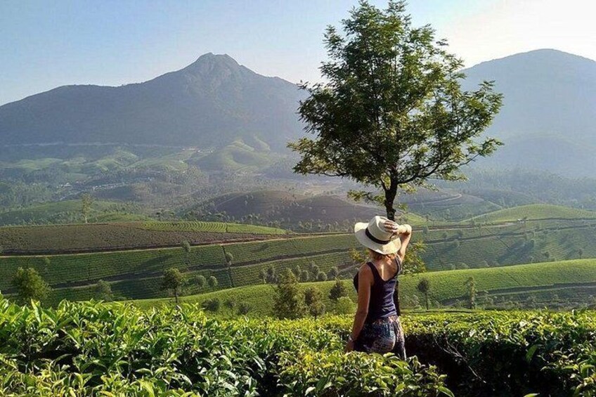 Una persona de pie en una plantación de té, con una montaña al fondo. 2