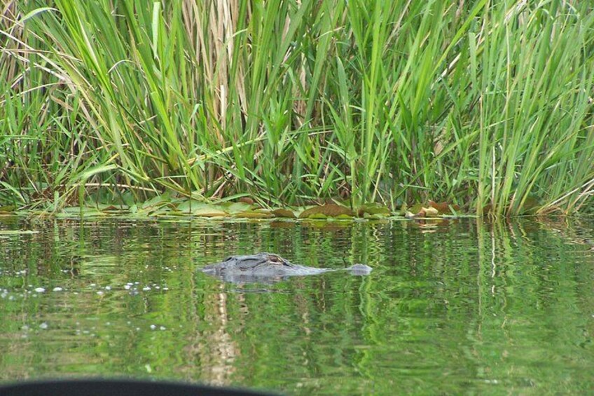 Alligator Creepin' 5