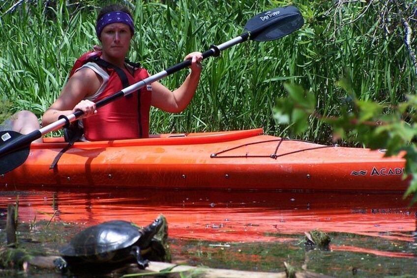 Turtle on a Log 4
