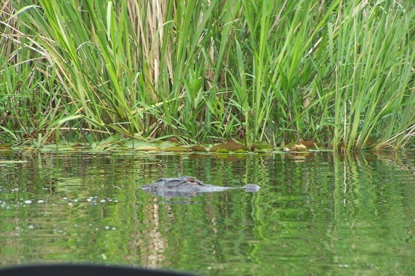 Alligator Creepin' 2