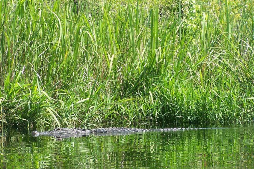 American Alligator 3