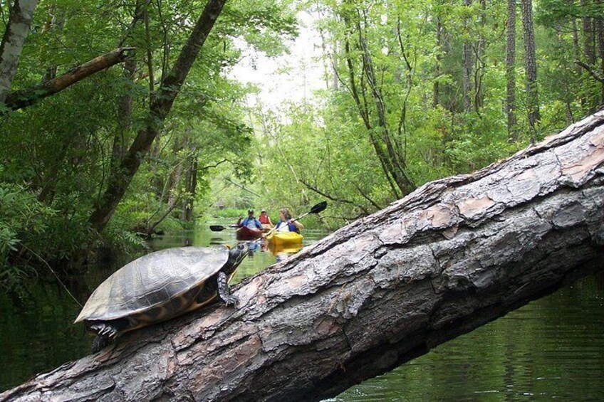 Eine Schildkröte auf einem Baumstamm, Menschen beim Kajakfahren und ein von Bäumen gesäumter Fluss. 4