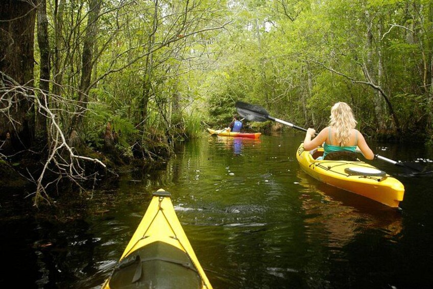 Cypress Swamp Beauty 2