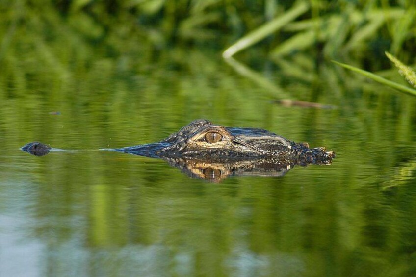 American Alligator in the Alligator River National Wildlife Refuge 3