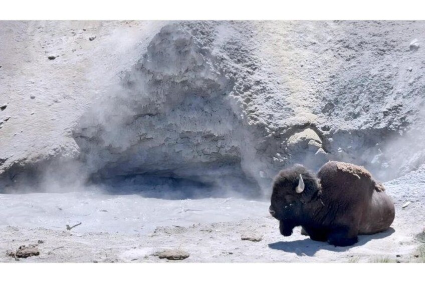 A bison resting near a geothermal area with steam rising from the ground. 2