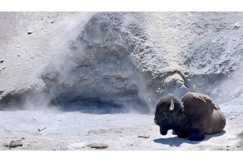 Un bisonte riposa nei pressi di una zona geotermica, con il vapore che sale dal terreno. 5