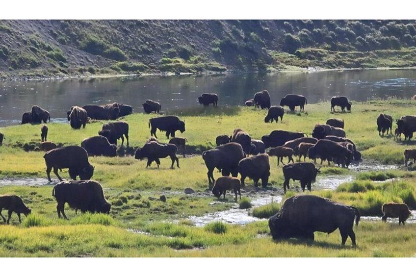 Un branco di bisonti pascola nei pressi di un corso d'acqua. 2