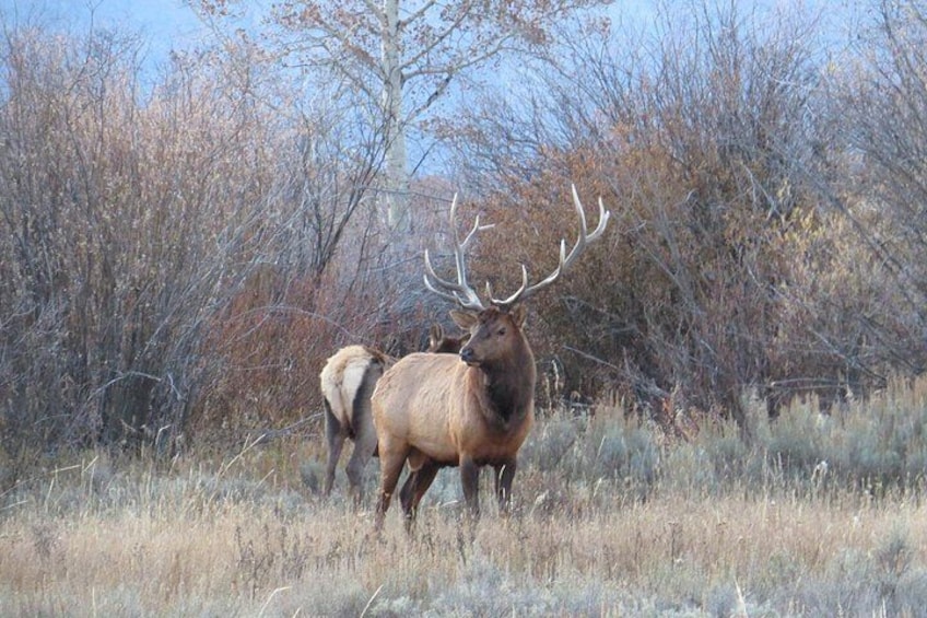 Grand Teton National Park - Sunrise Tour from Jackson Hole 2