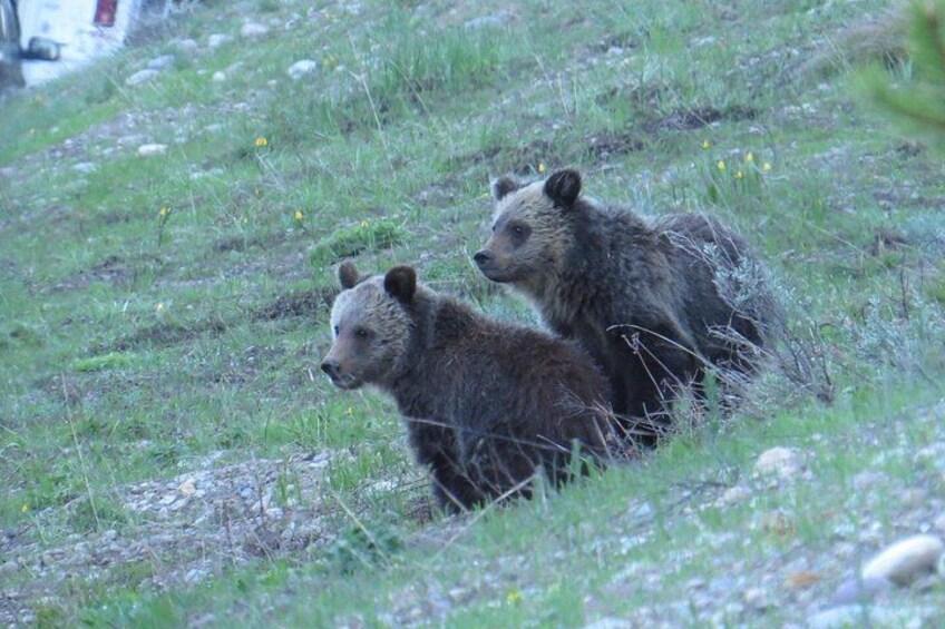 Grand Teton National Park - Sunrise Tour from Jackson Hole 4