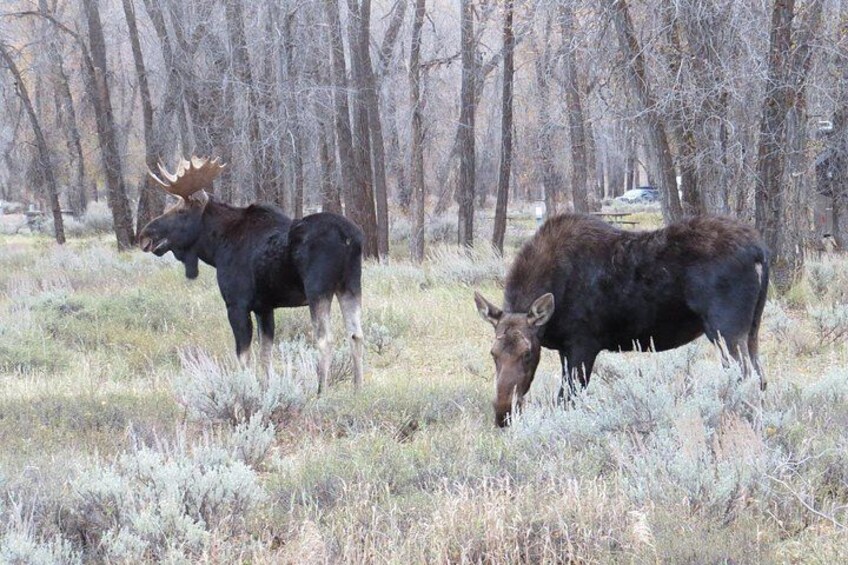 Grand Teton National Park - Sunrise Tour from Jackson Hole 2