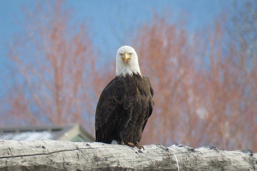 Un'aquila calva appollaiata su un tronco, con un cielo azzurro limpido e alberi spogli sullo sfondo. 2