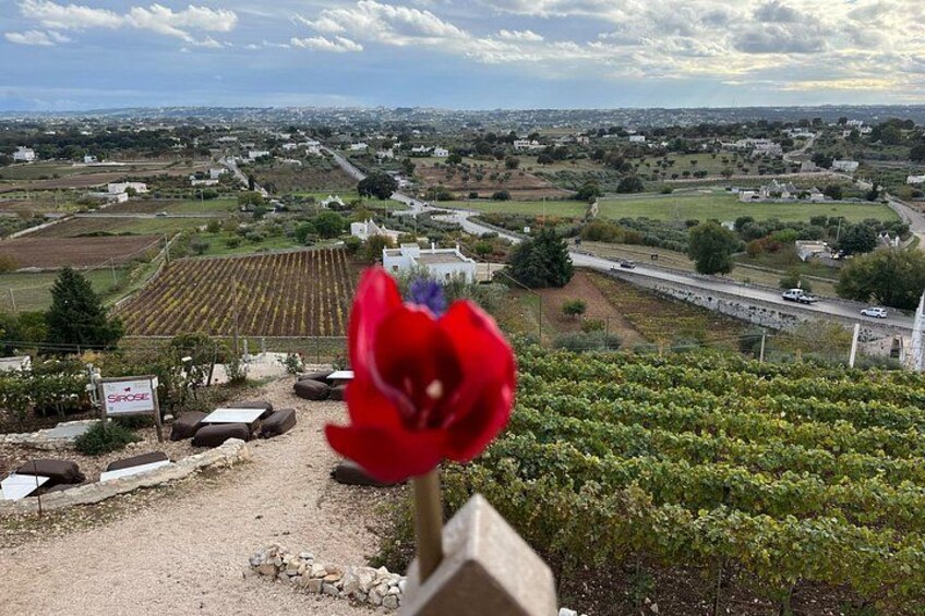 LOCOROTONDO - view of the Valle d'Itria and wine tasting on terraces 3