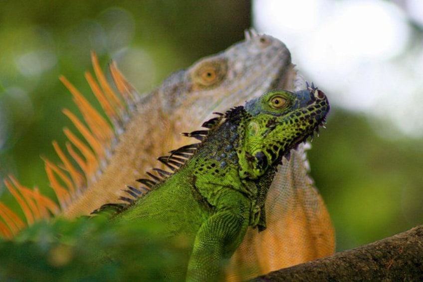 A green iguana with spiky back and a brownish head, perched on a branch. 2