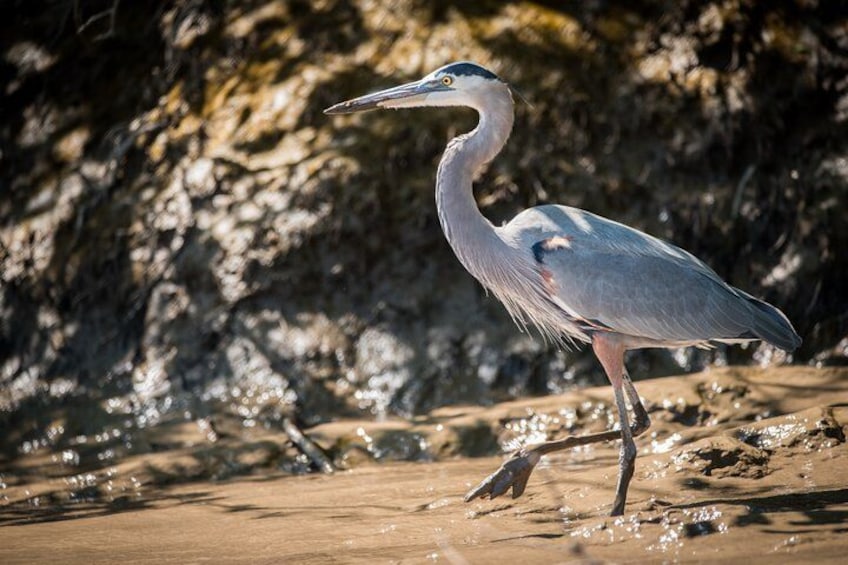 A heron standing in shallow water with a rocky background. 3