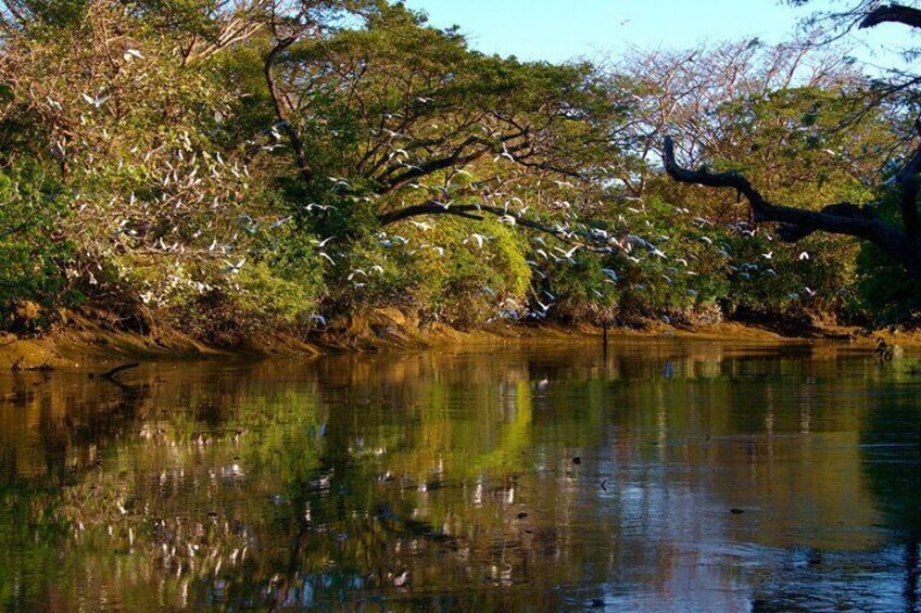 Palo Verde Boat Tours, Ortega