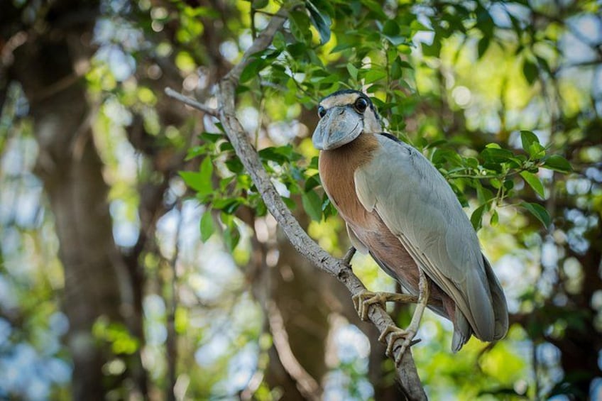 A bird perched on a branch in a forested area. 4
