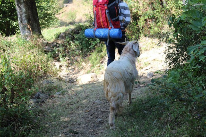 A person with a backpack and rolled-up mat walking a dog on a forest trail. 2