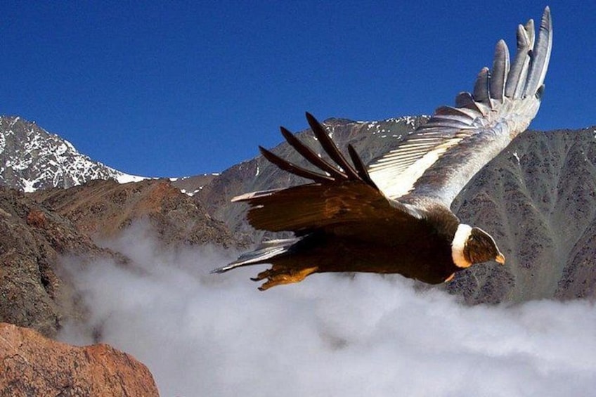 Un ave volando sobre un paisaje montañoso con picos nevados y un primer plano rocoso. 1