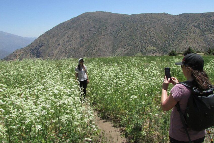 Spring in the Andes 3