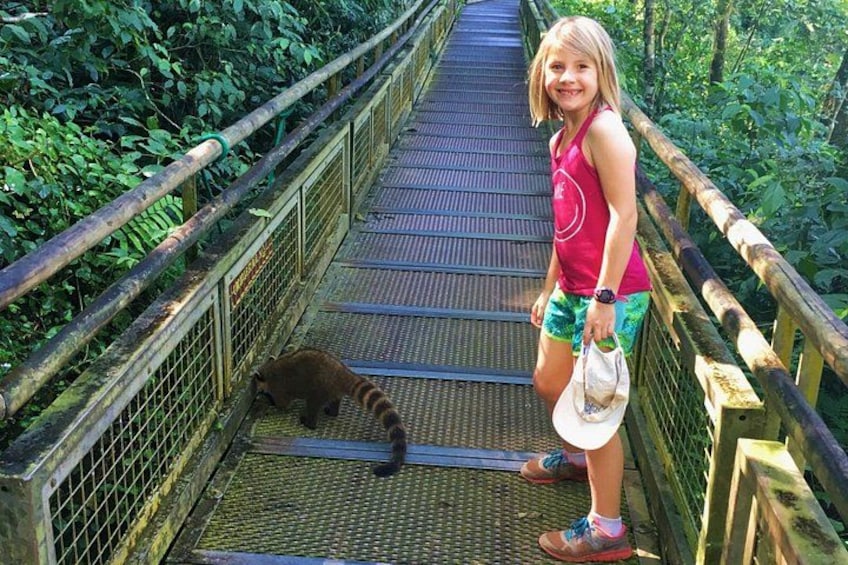A person standing on a bridge with a raccoon on the ground. 5