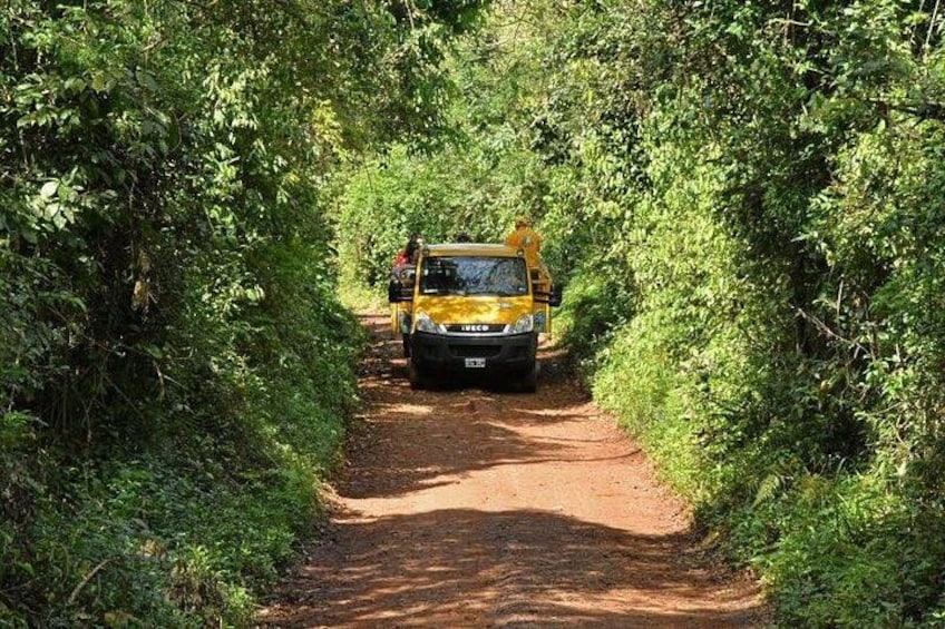 Un veicolo giallo su un sentiero sterrato stretto, circondato da fitta vegetazione verde. 5