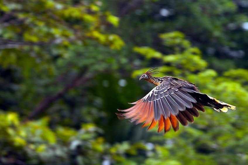 A bird in flight with outstretched wings, set against a blurred green background. 3