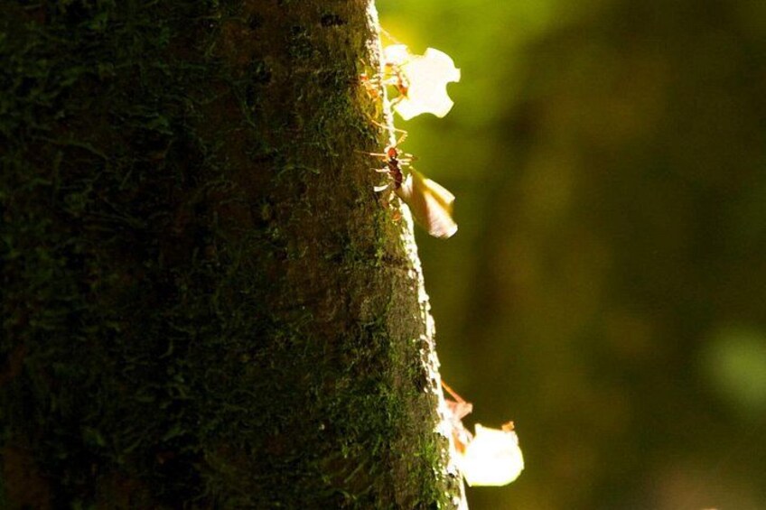 A tree trunk with moss and a small insect. 2