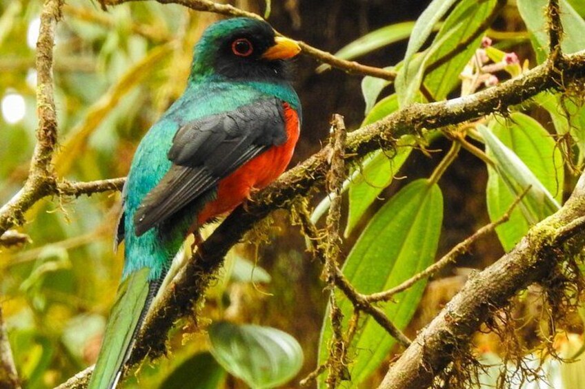 Masked trogon 3