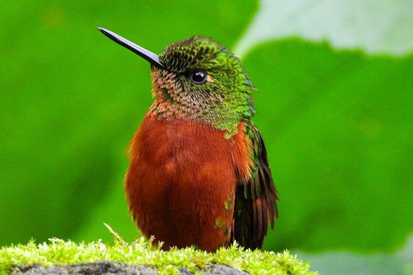 Hummingbird in Guango 1