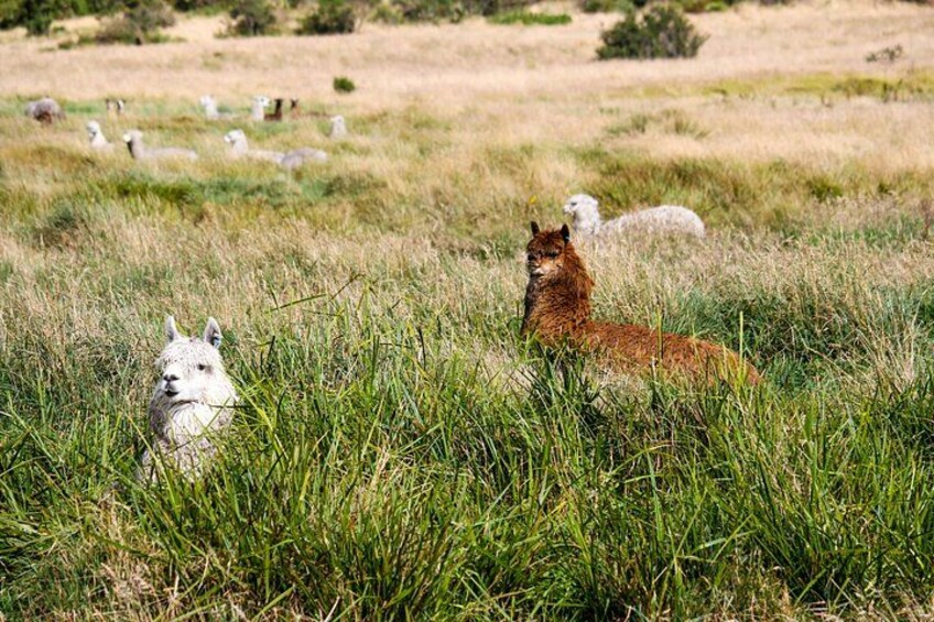Lamas and Alpacas 5