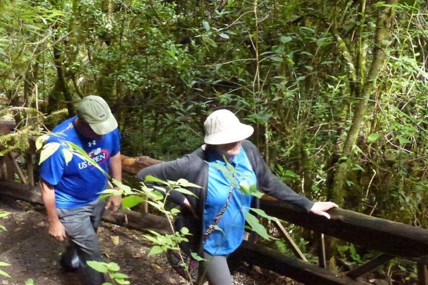 Deux personnes se promènent sur un sentier de forêt. 5