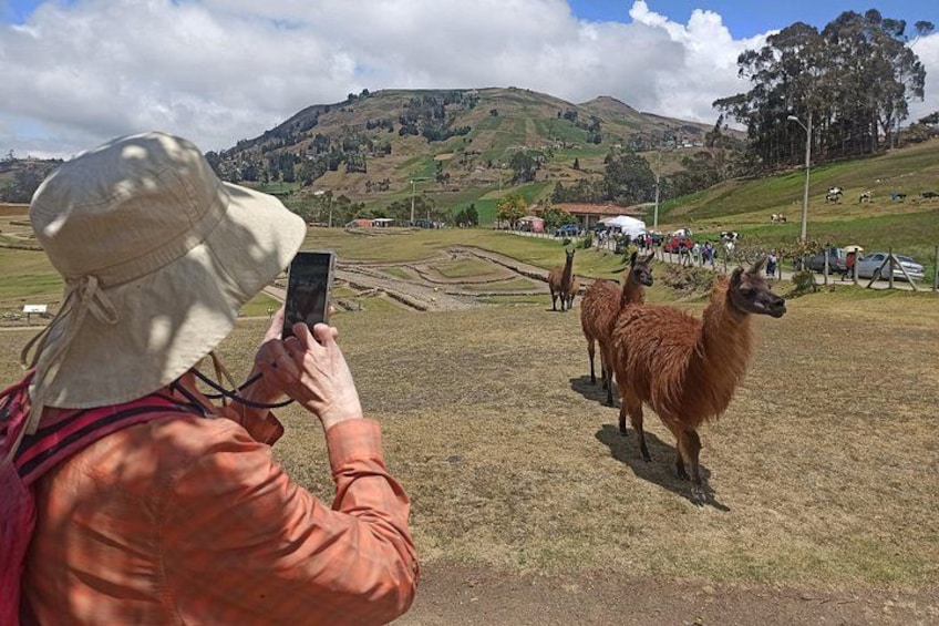 A person taking a photo of llamas in a rural setting with hills in the background. 2