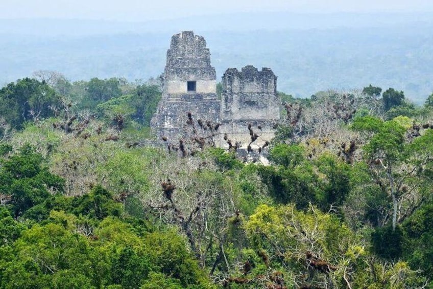 A ruined ancient structure surrounded by dense forest. 4