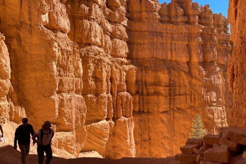 A rocky canyon with layered rock formations and a small tree. 5