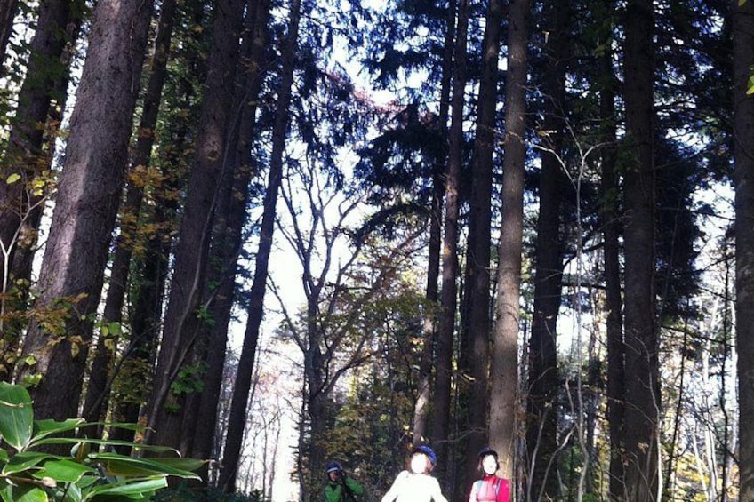 Un bosque con árboles altos y una persona caminando. 3