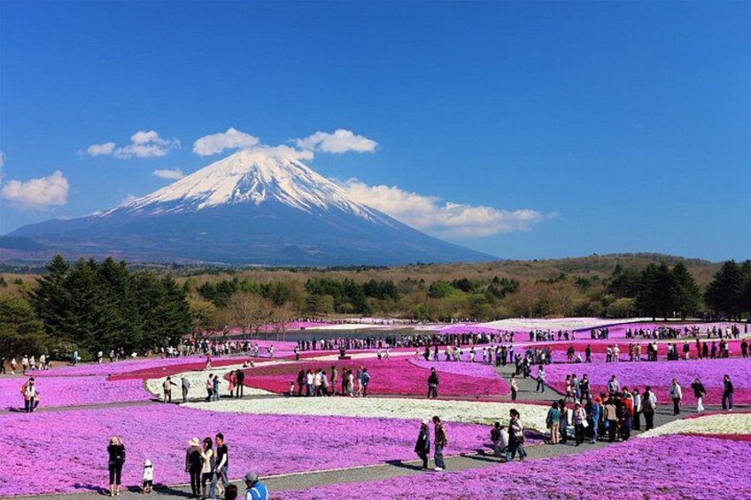 A field of purple flowers with a mountain in the background. 3