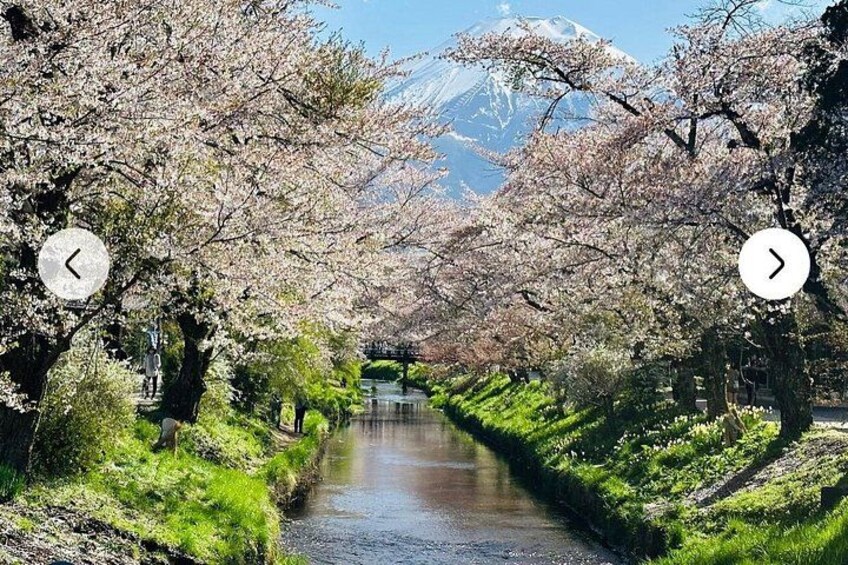 A pathway lined with cherry blossom trees, a river, and a mountain in the background. 2