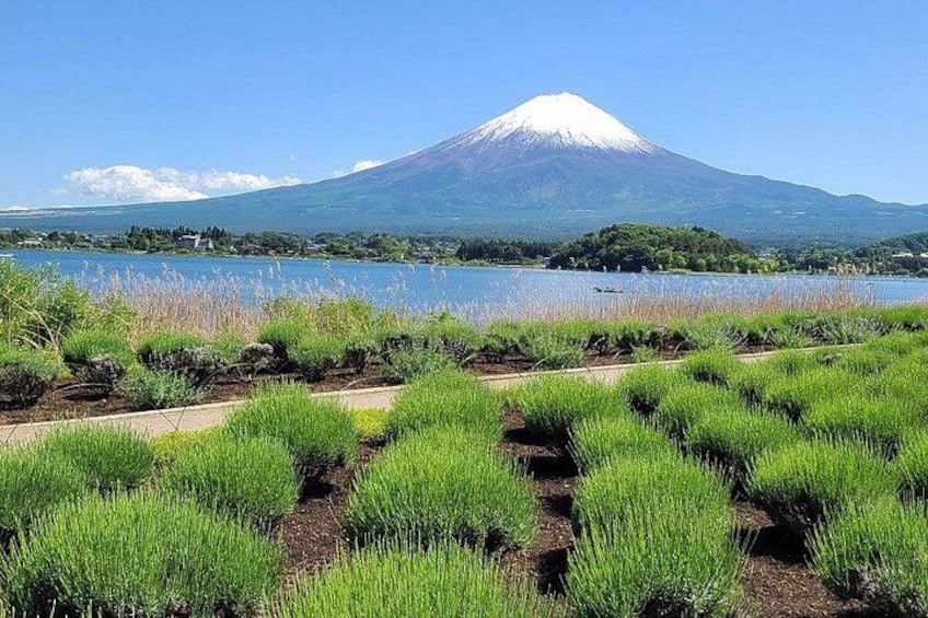 A field of green crops, a lake, and a mountain with a snow-capped peak. 4