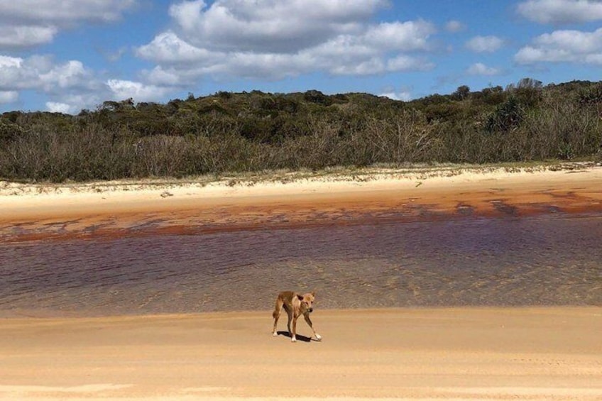 DIngo 2
